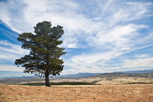 Tree in landscape around Canberra, Australia