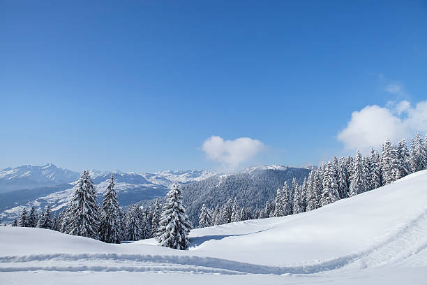 Winter trees in mountains stock photo