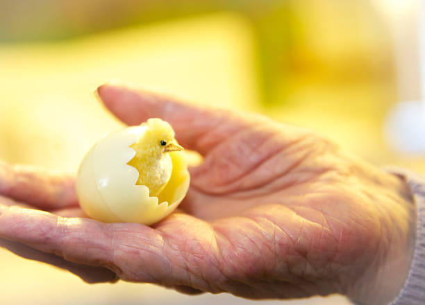 pulcino di giocattolo tratteggio da esterno posizionato su un anziano mano - baby chicken human hand young bird bird foto e immagini stock