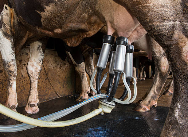 istock Cow milk facility and mechanized milking equipment 467538742