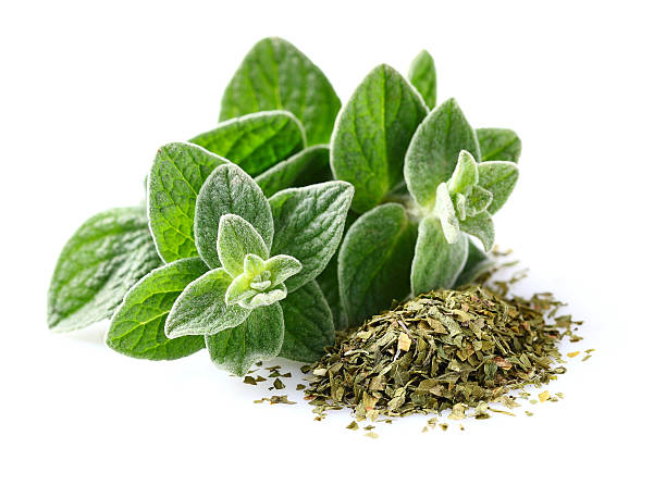 Bunch of ground oregano with green oregano leaves Fresh and dried oregano spices oregano stock pictures, royalty-free photos & images