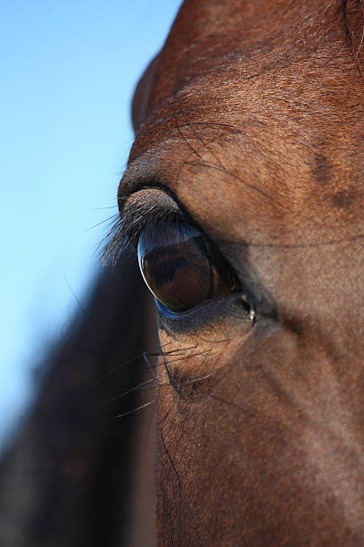 istock Brown horse eye close up 467540226
