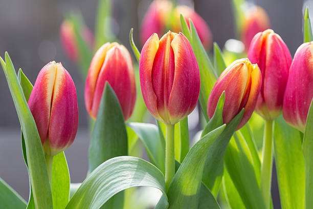 Many Red And Yellow Tulips In Spring stock photo