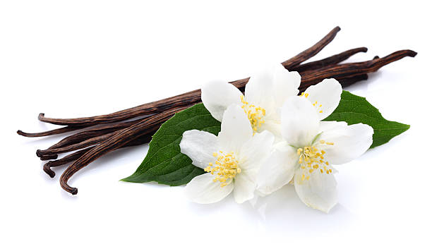 Jasmine with vanilla Jasmine with vanilla jasmine photos stock pictures, royalty-free photos & images