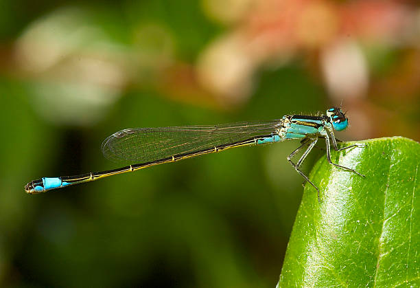 istock Male bluetail damselfly (Ischnura heterosticta) 467542692