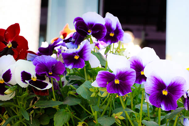 istock Tricolor pansy flower plant 467543380