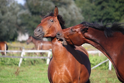 Two brown horses playing with each other