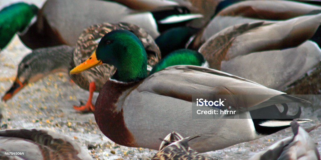 Ducks in Estes Park Ducks in Estes Park near Rocky Mountain National Park 2015 Stock Photo