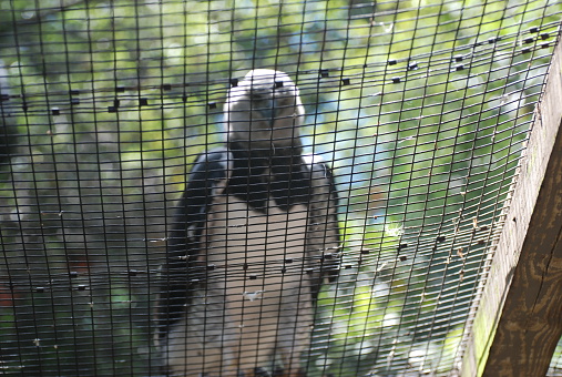 Harpy eagle.