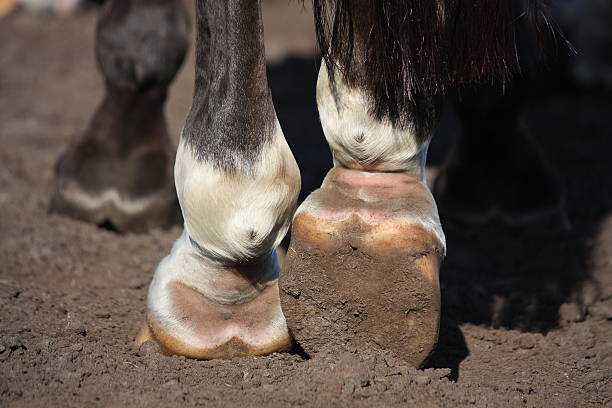 istock Close up of horse legs 467546278