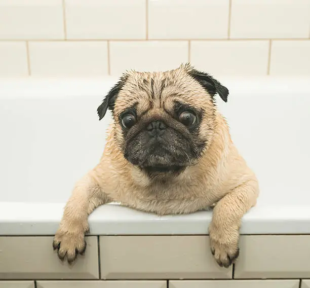 Photo of Wet pug in the bathroom