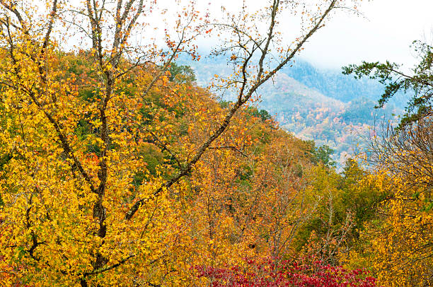 outono cores e montanha na neve tampa smokies. - famous place appalachian mountains autumn awe imagens e fotografias de stock