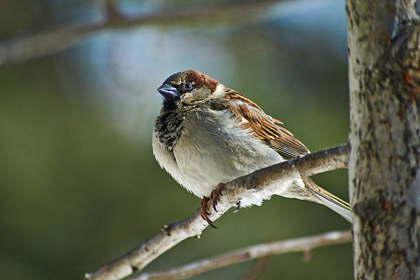 istock Sparrow - a regular inhabitant of the  parks. 467549538