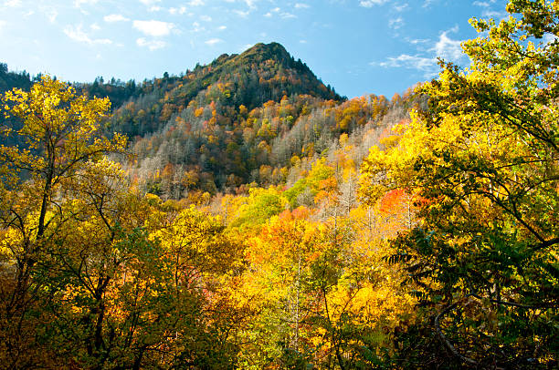 istock Great Smoky Mountains in fall colors 467549570