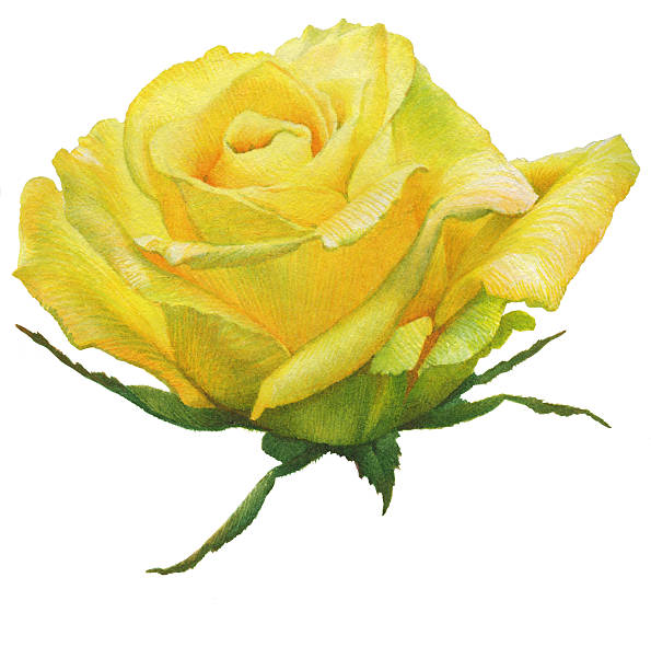 aquarell yellow rose - photo realism stock-grafiken, -clipart, -cartoons und -symbole