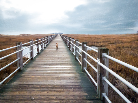 A blonde cockapoo puppy runs down an infinite boardwalk towards the ocean in New England, Connecticut. Set under a moody, cloudy and dramatic sky.