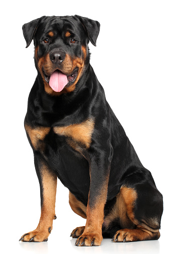 Portrait of a Rottweiler in front of white background