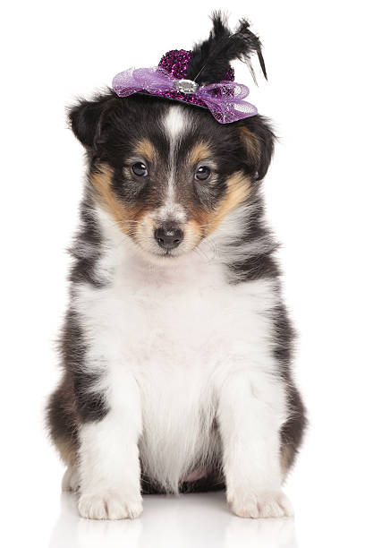 istock Puppy collie on white background 467550118