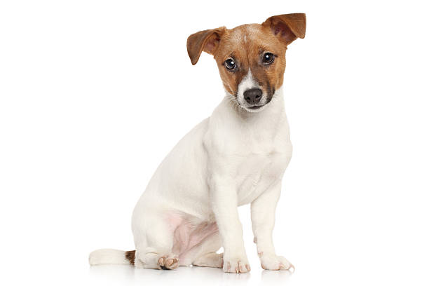 istock Jack Russell terrier puppy 467550326