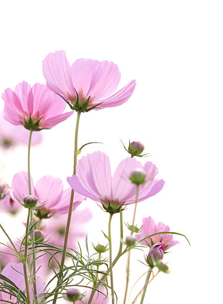 kosmos blumen, isoliert auf weiss - cosmos flower daisy flower field stock-fotos und bilder