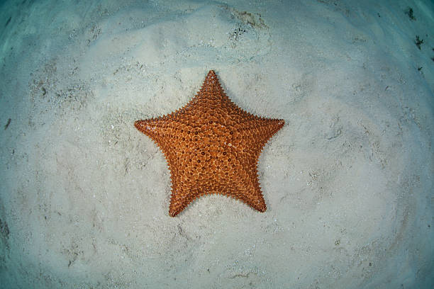 istock Sea Star on Sand in Caribbean 467550902