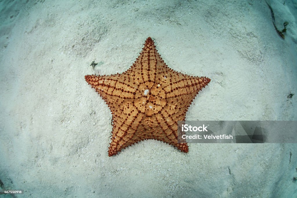 Colorful West Indian Starfish in Caribbean A West Indian sea star (Oreaster reticulatus) lays on a sandy seafloor in Turneffe Atoll's lagoon. This common and beautiful Caribbean echinoderm species is an omnivore and feeds on algae, sponges, and small invertebrates. 2015 Stock Photo