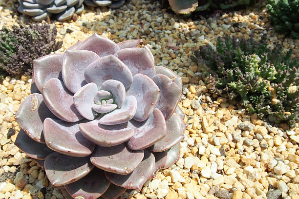 istock succulent plants on the gravel ground 467552610