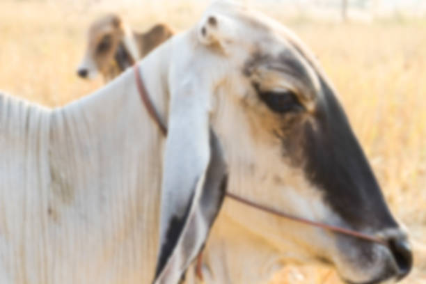 blurry defocused of asian cow in rice paddy field for background