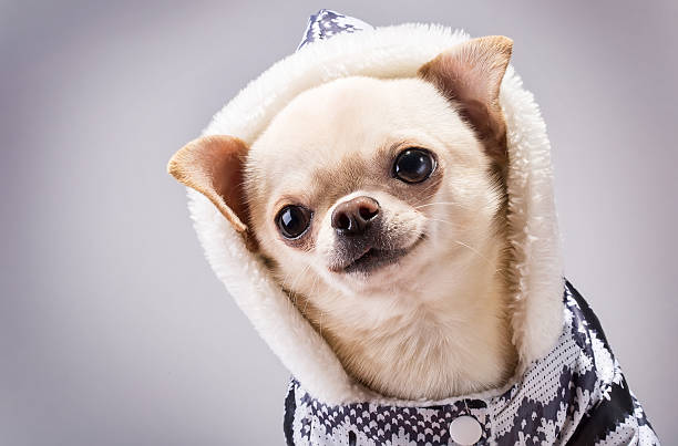 istock funny chihuahua 467552683