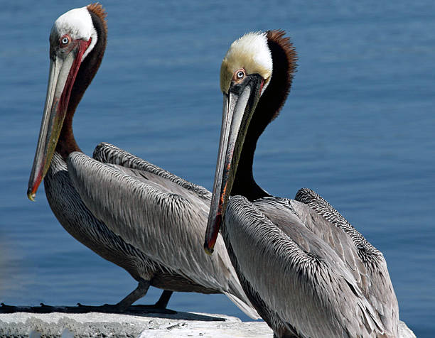 istock Pair Of Maturre Pelicans 467552950