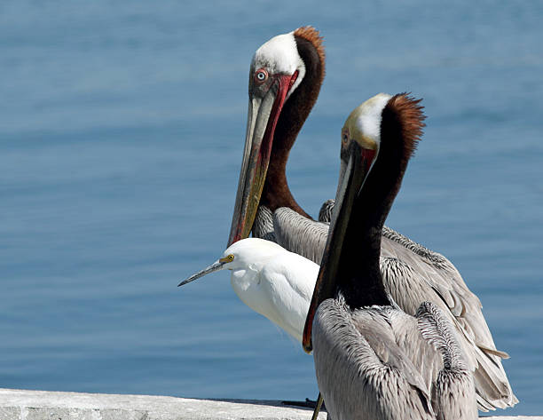 istock Pair Of Mature  Pelicans With A White Egret 467552954