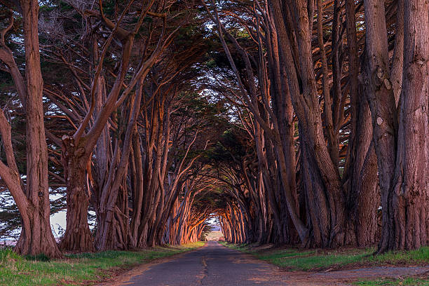 istock Point Reyes Cypress Tunnel at Sunset 467553320