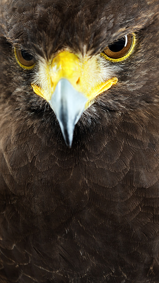 Harris hawk head close up portrait. Great detail on eyes. Studio shot with narrow deep of field and saturated colours.
