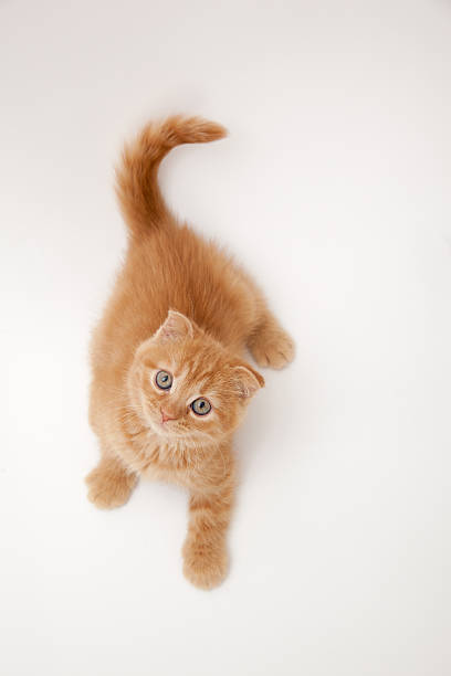 istock Scottish Fold cat of kitten 467554272