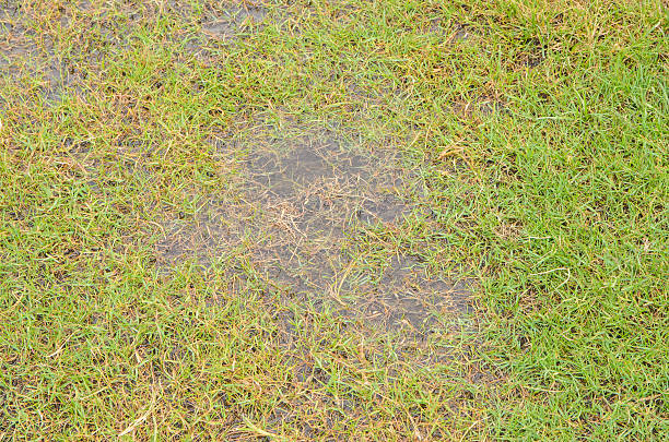 istock Water  and green  lawn 467554564