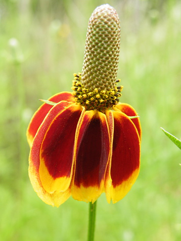 Ratibida columnifera, commonly known as Upright Prairie Coneflower or Mexican Hat