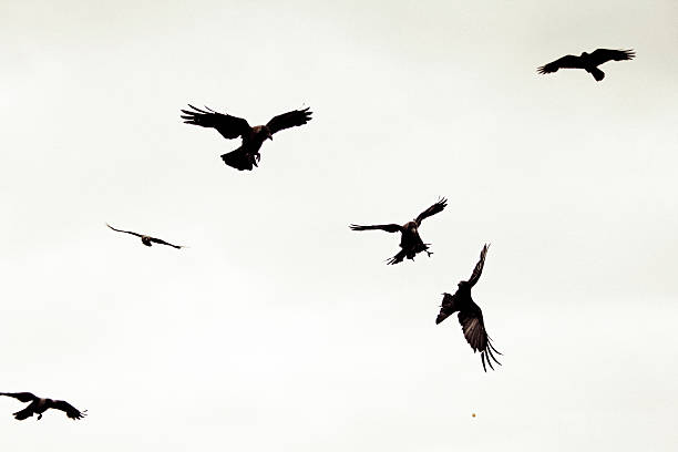 istock House crows, Corvus Splendens are in Flight 467558150