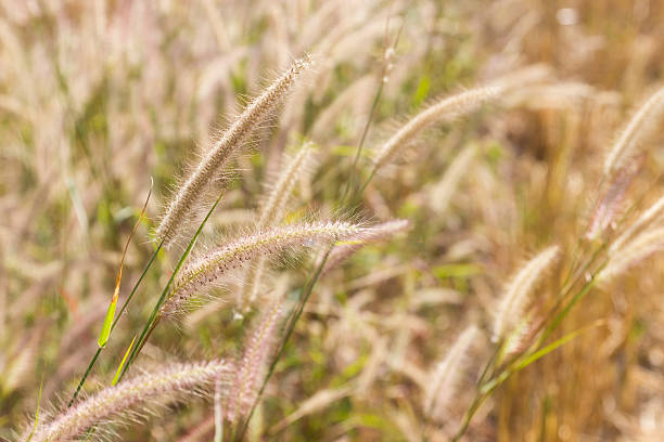 istock grass flower in the paddy field 467559872