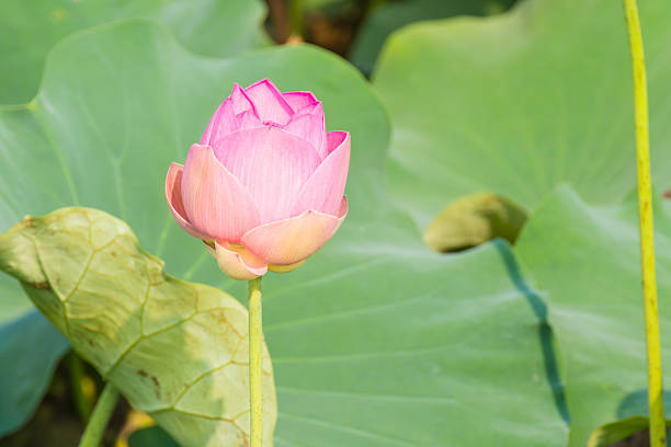 istock Pink lotus and the leaf 467560884