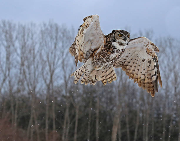 Great Horned Owl Rising stock photo
