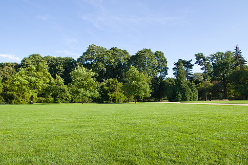 green, striped lawn in the park