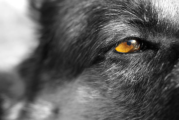 istock Eye Of A Dog 467561988