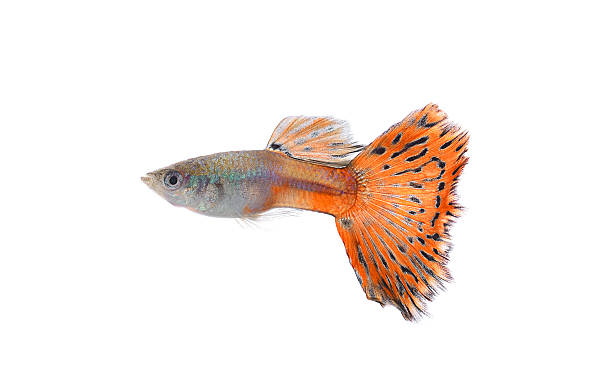 istock Guppy fish Isolated on white Background 467562742