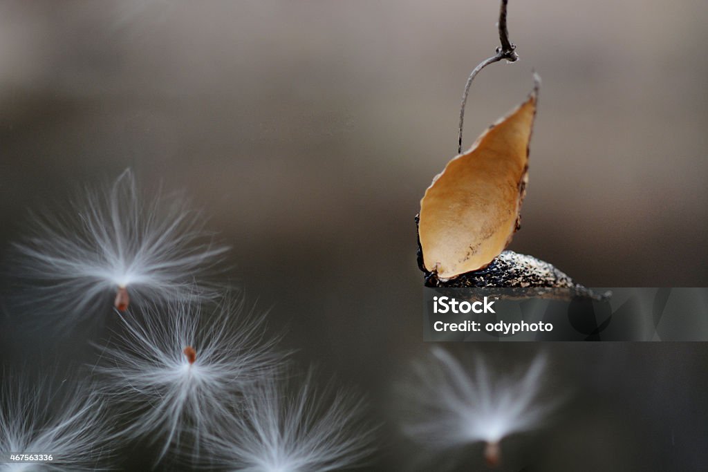 Milkweed fluff seeds being scattered by the wind White milkweed fluff seeds caught in a tree vines 2015 Stock Photo