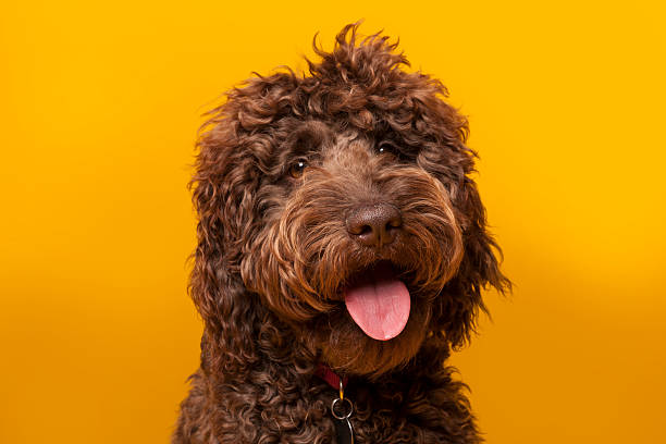 黄色い背景に対してスタジオで撮影された茶色のチョコレートラブラドゥードルの肖像画。 ラブラドゥードルは、ラブラドールレトリバーとスタンダードまたはミニチュアプードルを横断することによって作成された混合品種の犬です。