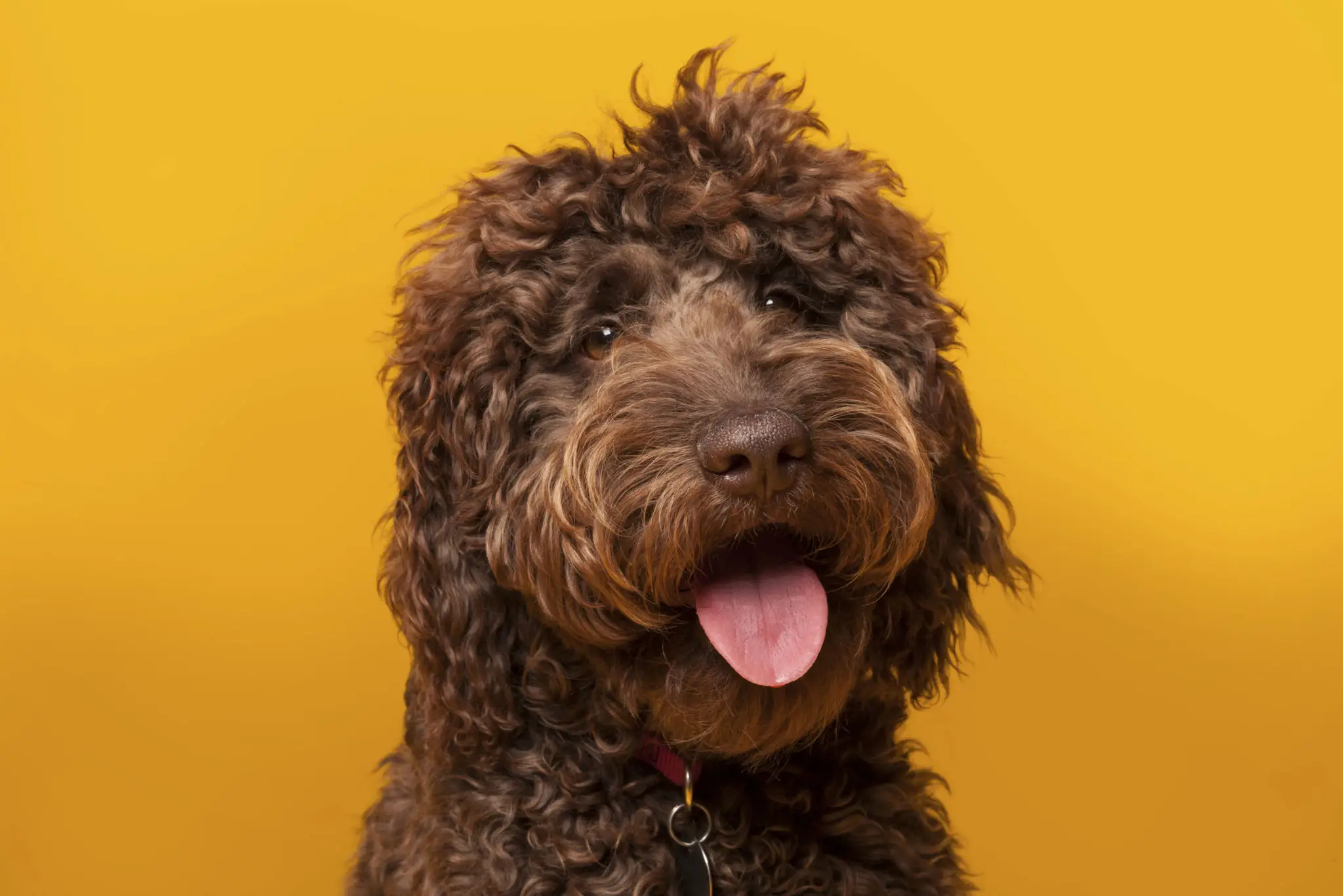 Chocolate Labradoodle portrait photographed in studio on Yellow background