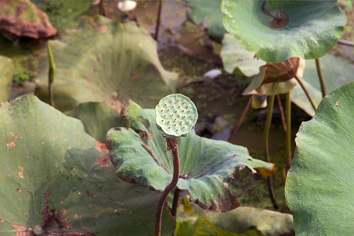 Lotus flower (Nelumbo nucifera) dried seeds head resemble the spouts of watering cans