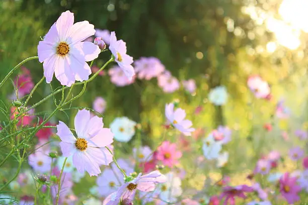 Photo of Pink Cosmos