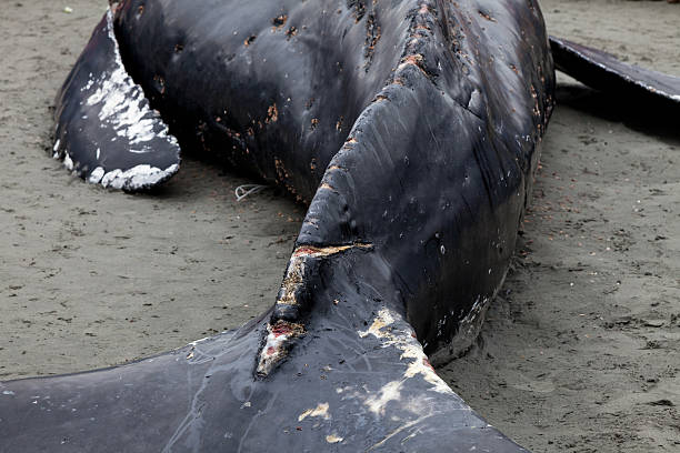 istock Humpback whale washes ashore and died 467565353