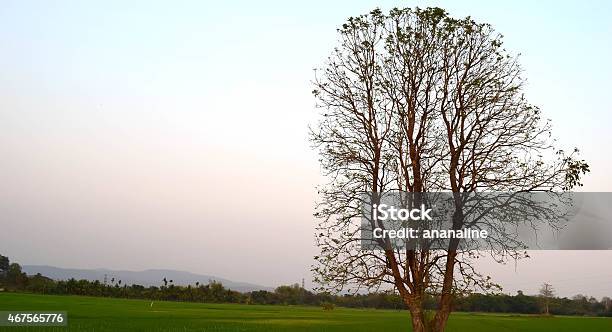 There Are No Leaves On The Trees Rice Fields Stock Photo - Download Image Now - 2015, Arbol, Back Lit